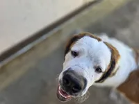 Ghostie, a male Saint Bernard for sale in Eatonville, WA – 1 of 6