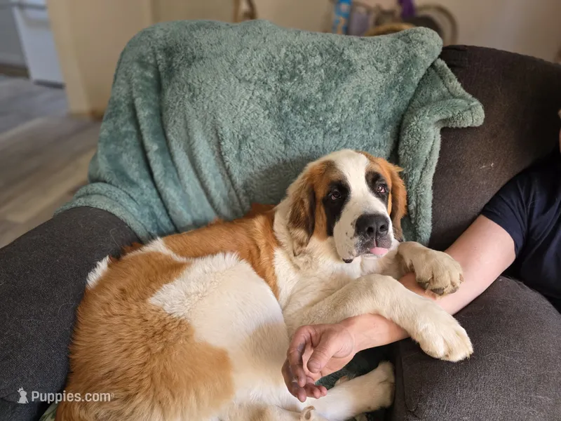 Magnus – Saint Bernard puppy for sale in Eatonville, WA