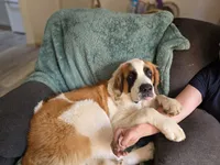 Magnus, a male Saint Bernard for sale in Eatonville, WA – 1 of 3