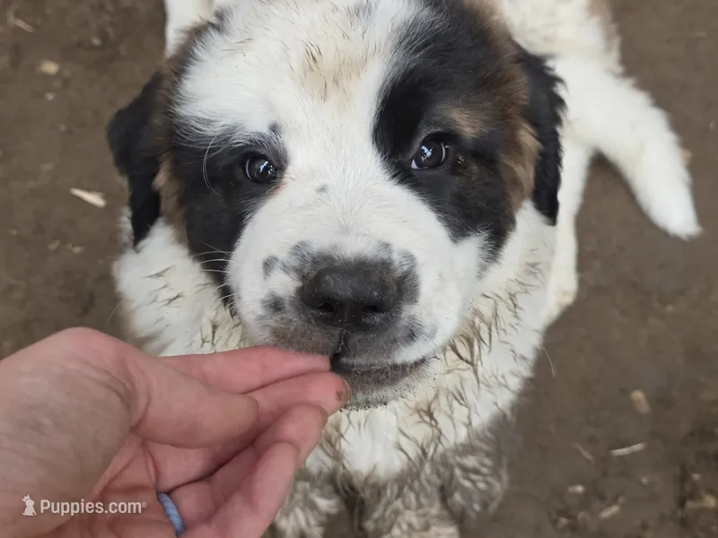 Arnica – Saint Bernard puppy for sale in Eatonville, WA