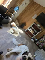 Ghostie, a male Saint Bernard for sale in Eatonville, WA – 3 of 5