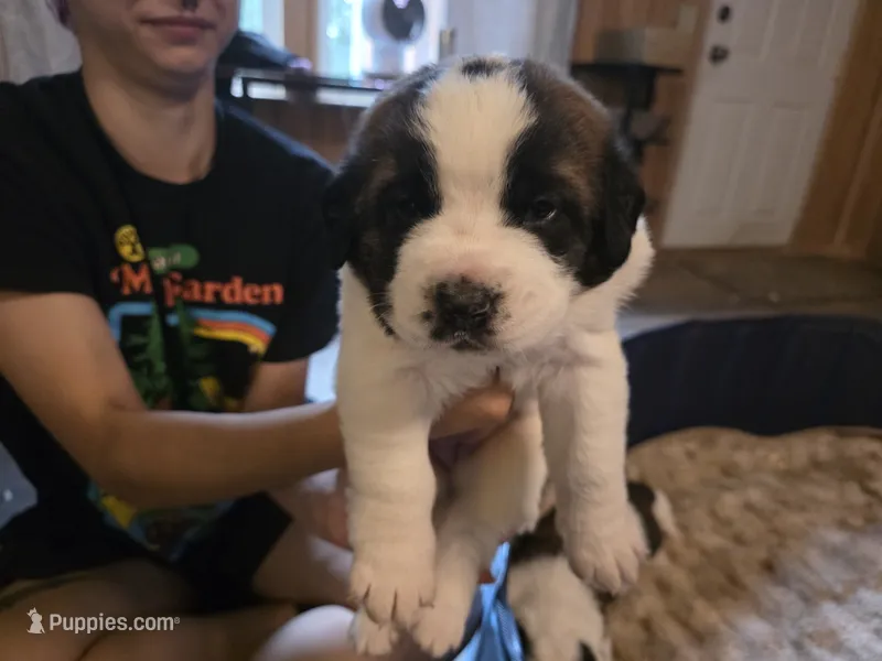 Riah – Saint Bernard puppy for sale in Eatonville, WA