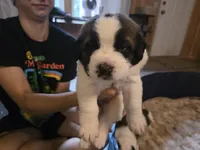 Riah, a female Saint Bernard for sale in Eatonville, WA – 1 of 5