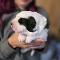Myria, a female Saint Bernard for sale in Eatonville, WA – 1 of 4