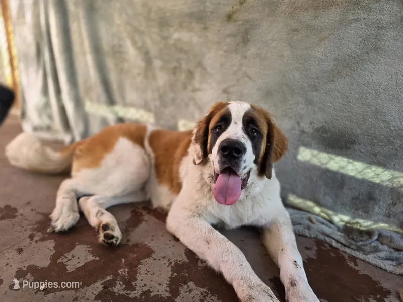 Magnus – Saint Bernard puppy for sale in Eatonville, WA