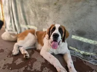 Magnus, a male Saint Bernard for sale in Eatonville, WA – 3 of 3