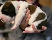 Hilly, a female Saint Bernard for sale in Eatonville, WA – 2 of 3