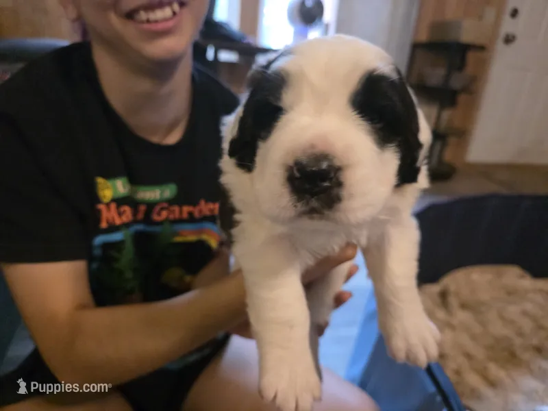 Wali – Saint Bernard puppy for sale in Eatonville, WA