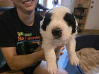 Wali, a male Saint Bernard for sale in Eatonville, WA – 1 of 4