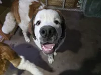 Ghostie, a male Saint Bernard for sale in Eatonville, WA – 1 of 5