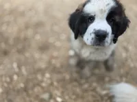 Arnica, a female Saint Bernard for sale in Eatonville, WA – 3 of 5