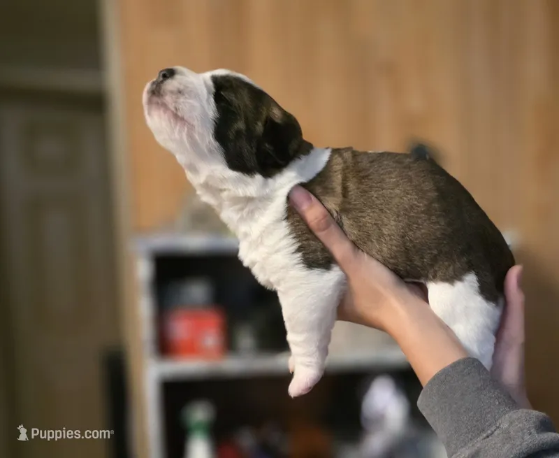 Nari – Saint Bernard puppy for sale in Eatonville, WA