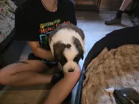 Arnica, a female Saint Bernard for sale in Eatonville, WA – 2 of 3