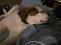 Ghostie, a male Saint Bernard for sale in Eatonville, WA – 4 of 5