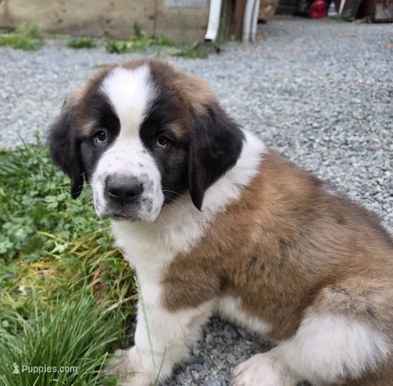 Hilly – Saint Bernard puppy for sale in Eatonville, WA