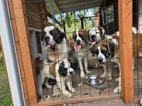 Ghostie, a male Saint Bernard for sale in Eatonville, WA – 6 of 6