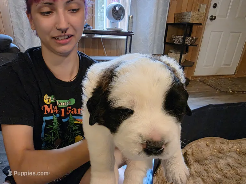 Hilly – Saint Bernard puppy for sale in Eatonville, WA