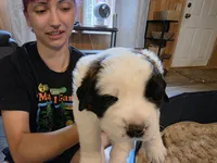 Hilly, a female Saint Bernard for sale in Eatonville, WA – 1 of 4