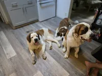 Ghostie, a male Saint Bernard for sale in Eatonville, WA – 5 of 5