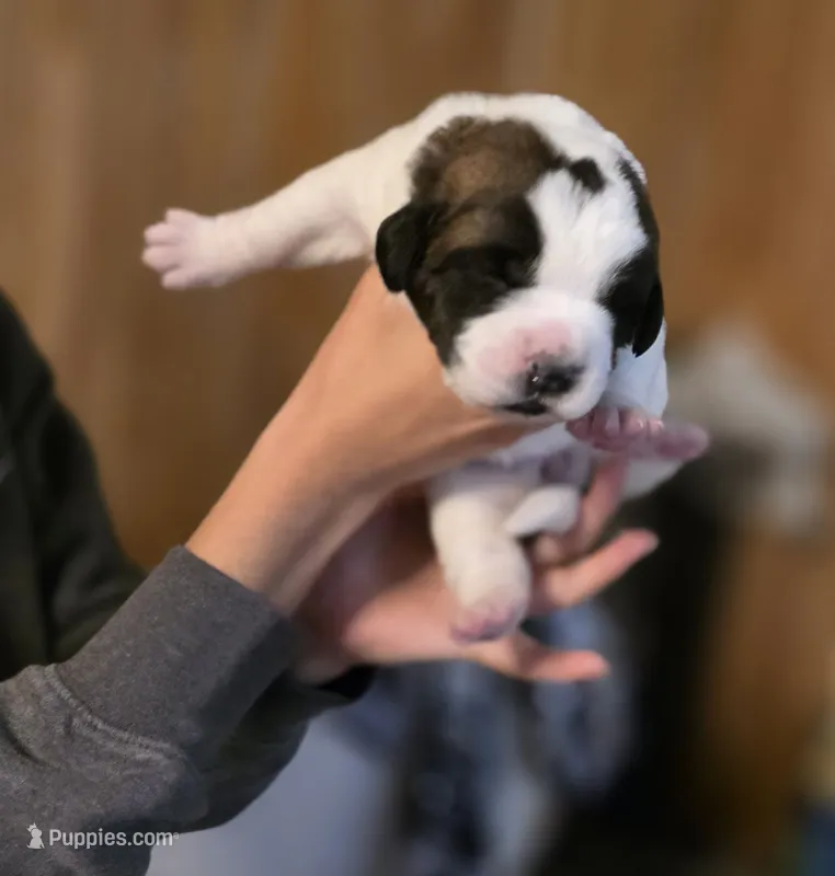 Eisa – Saint Bernard puppy for sale in Eatonville, WA