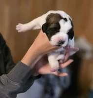 Eisa, a female Saint Bernard for sale in Eatonville, WA – 1 of 2