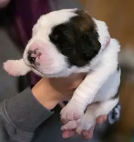 Hilly, a female Saint Bernard for sale in Eatonville, WA – 1 of 3