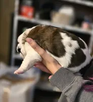 Myria, a female Saint Bernard for sale in Eatonville, WA – 4 of 4