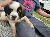 Arnica, a female Saint Bernard for sale in Eatonville, WA – 2 of 5