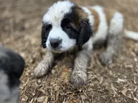 Arnica, a female Saint Bernard for sale in Eatonville, WA – 5 of 5