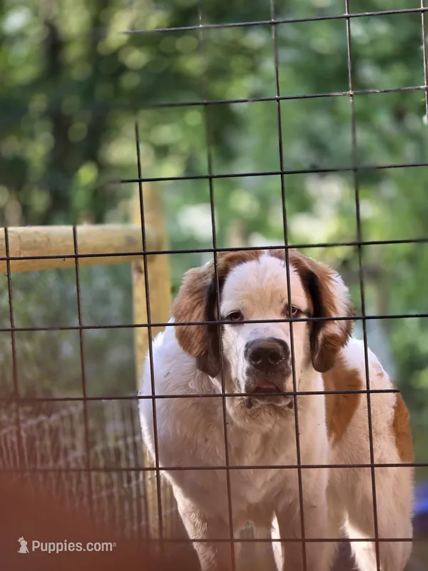 Ghostie – Saint Bernard puppy for sale in Eatonville, WA