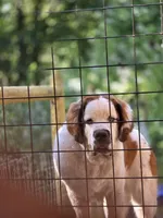 Ghostie, a male Saint Bernard for sale in Eatonville, WA – 1 of 1
