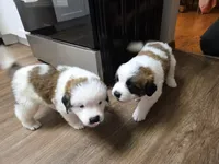 processed/502a954e-4162-4c0e-bcbf-472d08464044/listing/bb6e351a-04f2-47e9-ba60-4e45e7ca65bb/e64bc76d-cd66-4116-a19c-ebf9f908c044