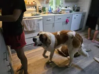 Magnus, a male Saint Bernard for sale in Eatonville, WA – 4 of 4
