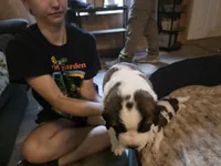 Riah, a female Saint Bernard for sale in Eatonville, WA – 2 of 5