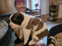 Riah, a female Saint Bernard for sale in Eatonville, WA – 3 of 5
