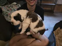 Wali, a male Saint Bernard for sale in Eatonville, WA – 3 of 4