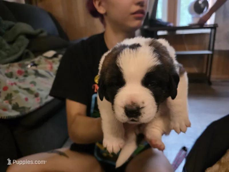 Arnica – Saint Bernard puppy for sale in Eatonville, WA