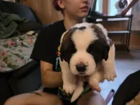 Arnica, a female Saint Bernard for sale in Eatonville, WA – 1 of 3