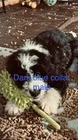 Male B/W 2 , a male Bernedoodle for sale in Capitan, NM – 2 of 7