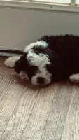 Female , a female Bernedoodle for sale in Capitan, NM – 2 of 3