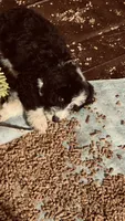 Male B/W 2 , a male Bernedoodle for sale in Capitan, NM – 6 of 7