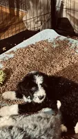 Male B/W 2 , a male Bernedoodle for sale in Capitan, NM – 3 of 7