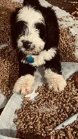Male B/W 1, a male Bernedoodle for sale in Capitan, NM – 5 of 5
