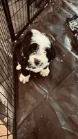 Male B/W 1, a male Bernedoodle for sale in Capitan, NM – 4 of 5