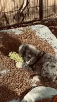 Blue Merle Male, a male Bernedoodle for sale in Capitan, NM – 4 of 9