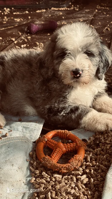 Blue Merle Male – Bernedoodle puppy for sale in Capitan, NM