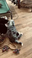 Blue Merle Male, a male Bernedoodle for sale in Capitan, NM – 2 of 9