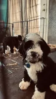 Male B/W 1, a male Bernedoodle for sale in Capitan, NM – 2 of 5