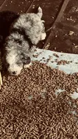 Blue Merle Male, a male Bernedoodle for sale in Capitan, NM – 9 of 9