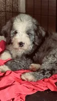 Blue Merle Male, a male Bernedoodle for sale in Capitan, NM – 8 of 9